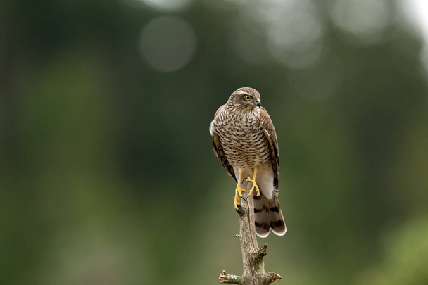 Sparrow hawk female (Accipiter nisus) sitting on a curved branch - Photo, Image