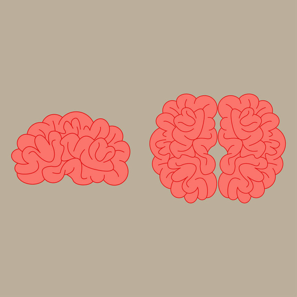 人間の脳のビュー - ベクター画像