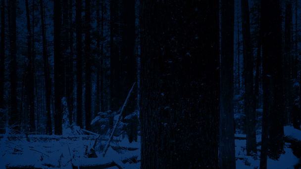 Passerende Boom In Snowy bos bij nacht - Video