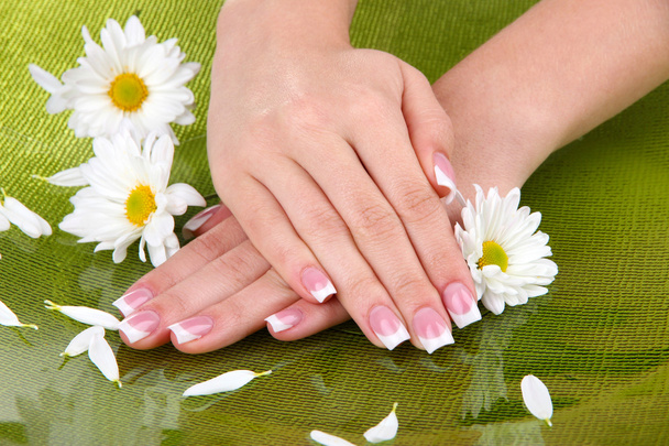 Woman hands with french manicure and flowers on green background - Foto, Bild