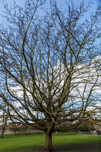 Un gran árbol sin hojas en otoño
  - Foto, Imagen
