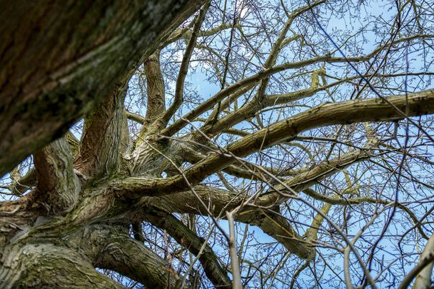 Una gran rama en un día de otoño
 - Foto, Imagen