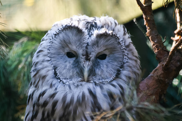 Beautiful owls in the park - Foto, Imagen