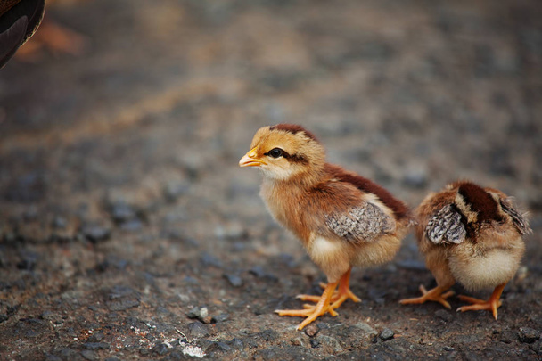 Cute little Chicks - Photo, Image