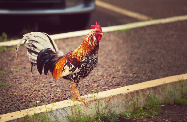 granja polla en hawaiano
 - Foto, Imagen