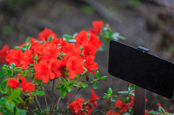 Assine ao lado de algumas flores vermelhas
 - Foto, Imagem