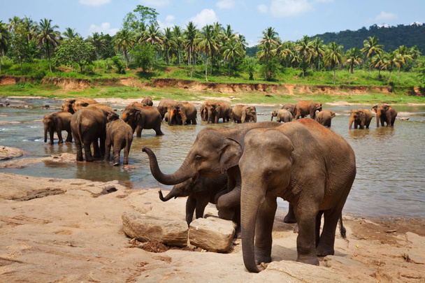 Elefantes en Sri Lanka
 - Foto, imagen