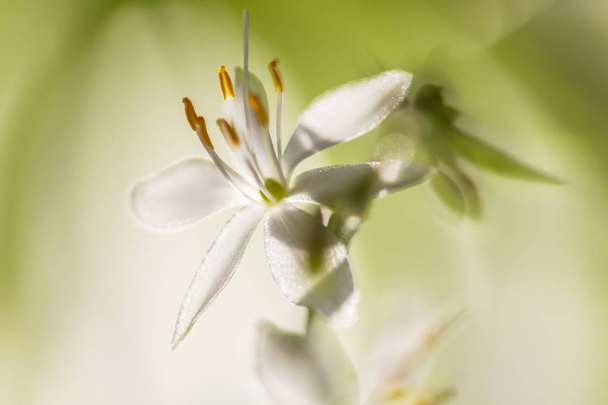 Γκρο πλαν βολή από τα όμορφα λουλούδια - Φωτογραφία, εικόνα
