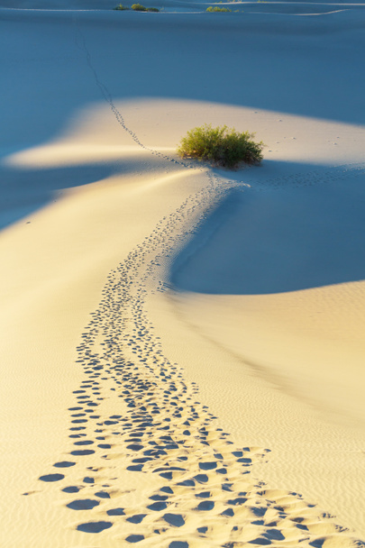 Sand dunes in the Sahara desert - Photo, Image