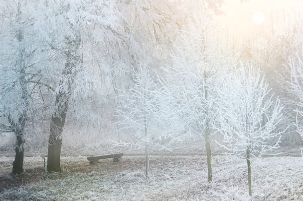 Frozen winter forest path - Foto, immagini