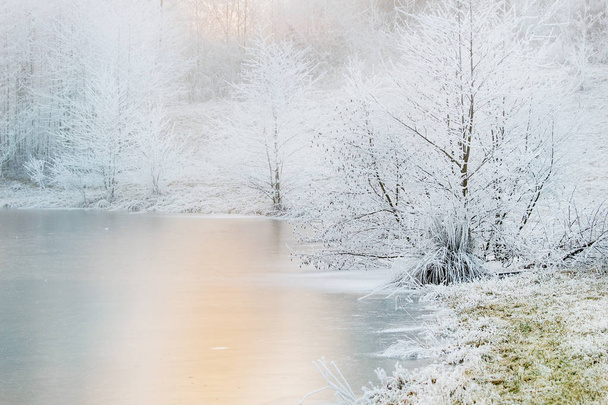 Frozen trees and lake - Foto, Imagen