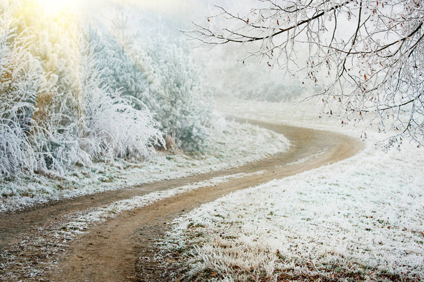 Frozen winter forest path - Valokuva, kuva
