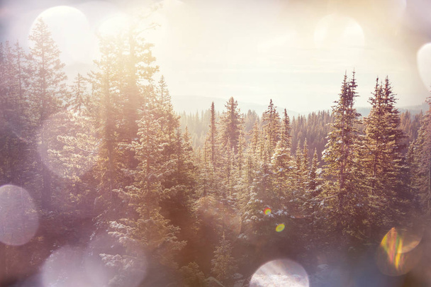 Живописные заснеженные леса зимой - Фото, изображение
