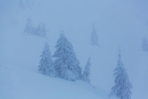 Scenic lumen peittämä metsä talvikaudella - Valokuva, kuva