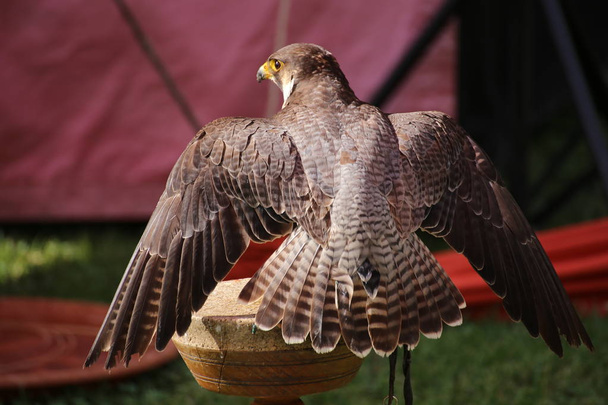 Wanderfalke (falco peregrinus) sitzt auf einer Holzplattform - Foto, Bild