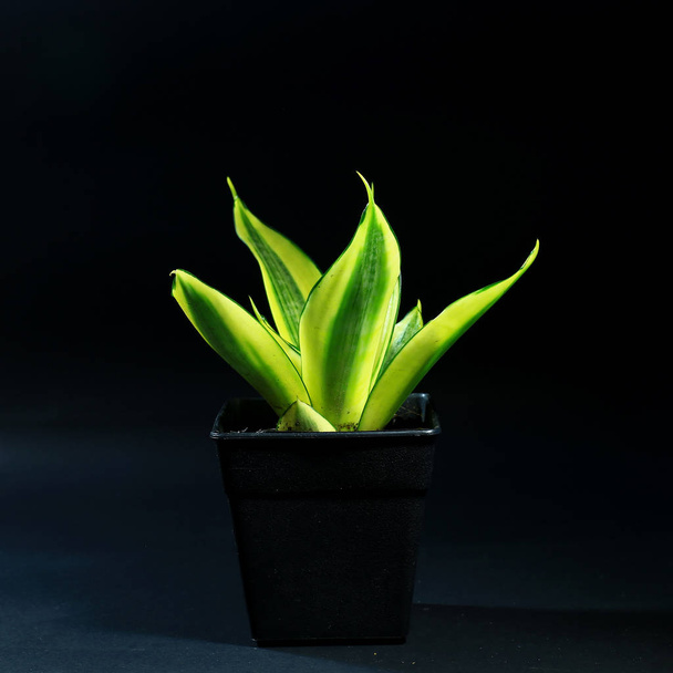 szobanövények a műanyag edényt a fekete háttér - Fotó, kép