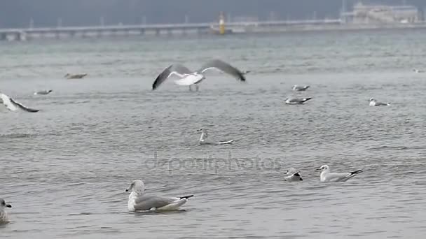 a Flock a sirályok, úszó, és a repülő felett hullámzott hullám, ősszel a Slo-Mo - Felvétel, videó