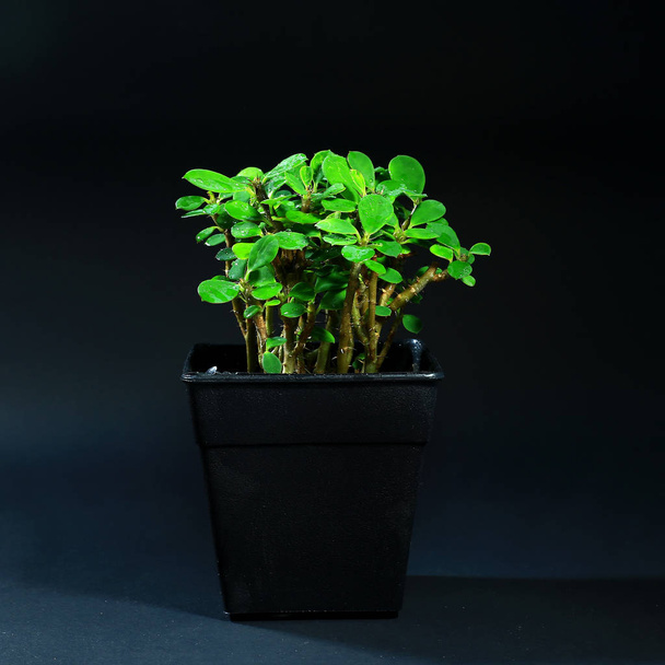 indoor plants in plastic pot on black background - 写真・画像