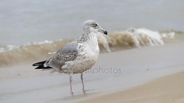 Zabawny biały i szary Seagull Spotted wtapiania czyszczenie się burzliwa fala w tle.. - Materiał filmowy, wideo