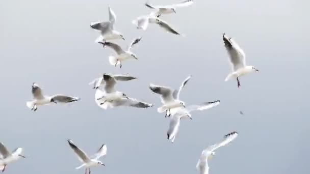 ένα κοπάδι γλάροι στα ύψη στην ίδια θέση και προσπαθεί να πιάσει τα τρόφιμα στον αέρα - Πλάνα, βίντεο