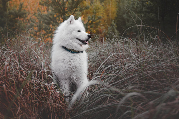 Samoyed Dog at the forest - Foto, imagen