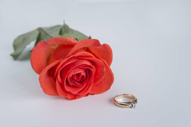 κόκκινο τριαντάφυλλο σε λευκό φόντο - Φωτογραφία, εικόνα
