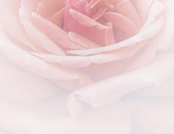 Roses background for valentine card with gradient effect - Photo, Image