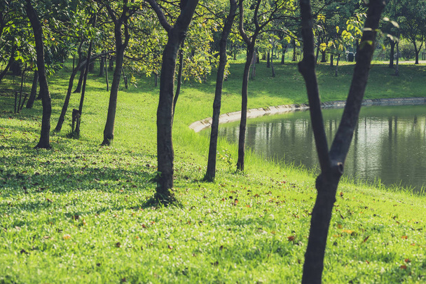zöld park, friss ózon természetvédelmi terület vonatkozó nyaralás pihenni vintage színtónus. - Fotó, kép