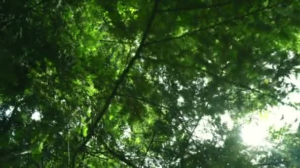 Sonnenstrahlen scheinen im Sommer durch die Äste der Bäume. grüne Blätter Hintergrund - Filmmaterial, Video