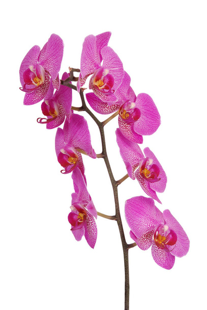 Purple orchid flower (Clipping path) - Photo, Image