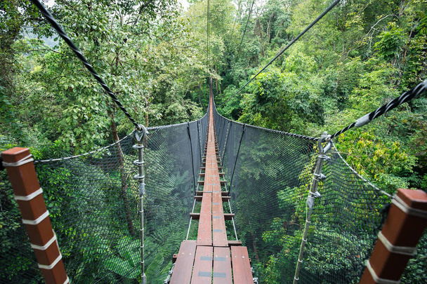 Top tree walking bridge - Foto, Bild
