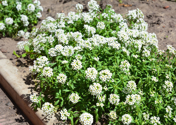 Крихітні білосніжні квіти Лобулярії Maritima Alys sum maritimum, sweet alys sum або sweet alison
. - Фото, зображення