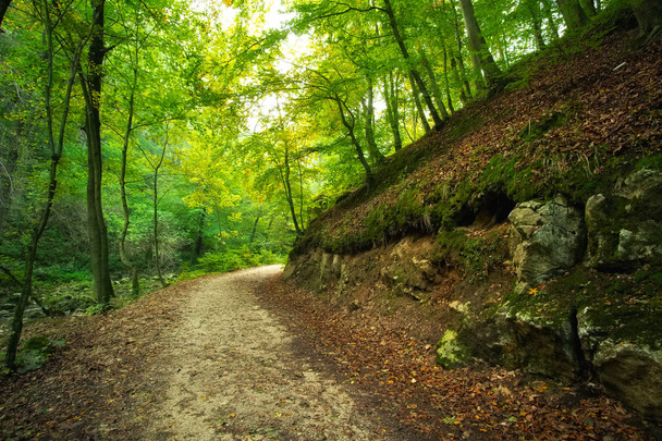 Дорога в лесу - Фото, изображение