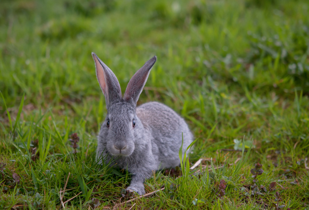 Kleines Kaninchen auf der Weide - Foto, Bild