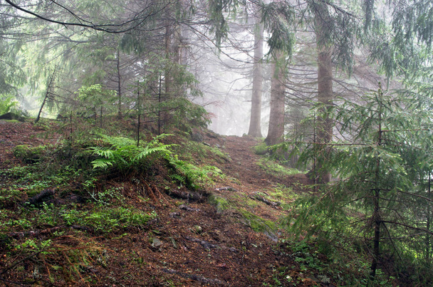 Hermosa montaña de bosque de verano en la niebla
 - Foto, Imagen
