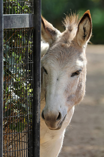 Young white Donkey - 写真・画像