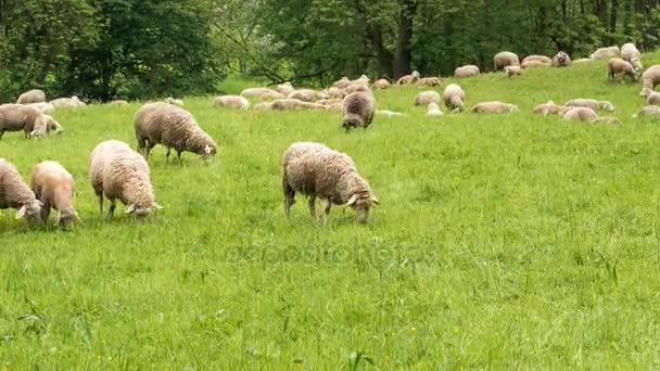 Schafe grasen auf der Weide  - Séquence, vidéo