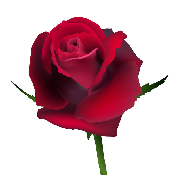 Flower rose - Vector, Image