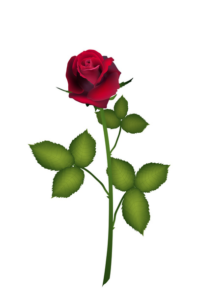 Flower rose - Wektor, obraz