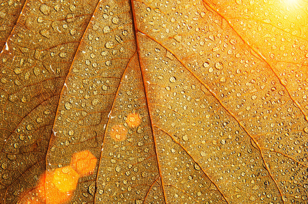 Textura de hoja abstracta con gota de agua y destello de luz solar para bac
 - Foto, imagen