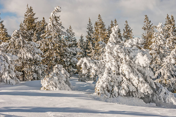 Lehký a těžký sníh krytiny - Fotografie, Obrázek