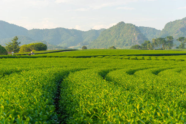 Green tea farm curve and mountain, Chiang Rai - Photo, Image