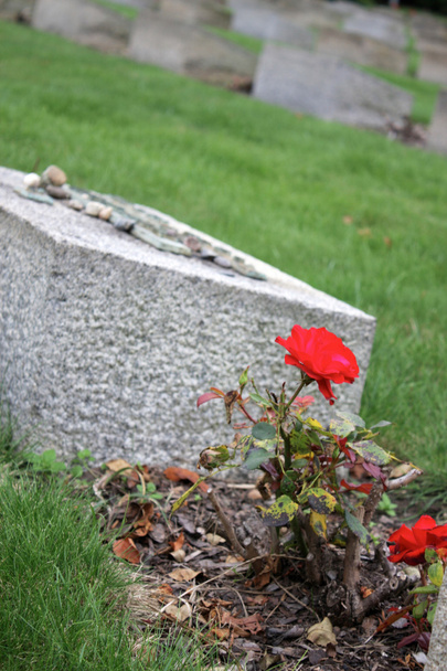 eine rote Rose neben einem Grabstein - Foto, Bild