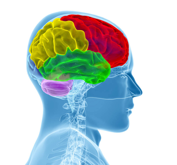 Ilustracja 3d ludzkiego mózgu - Zdjęcie, obraz