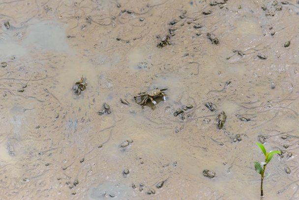 Rzępoła obgadują, Krab Ghost (Ocypodidae), chodzenie w mangrowe - Zdjęcie, obraz