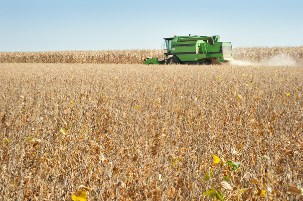 Harvesting of soy bean - Photo, Image