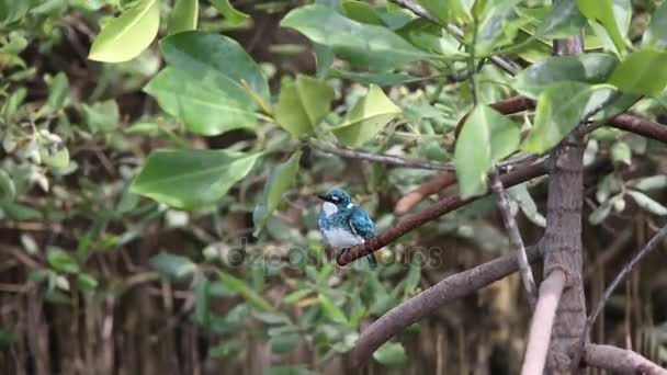 Ceruleale martin pescatore (Alcedo coerulescens
) - Filmati, video