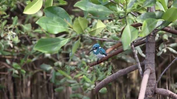 Cerulean kingfisher (Alcedo coerulescens) - Footage, Video