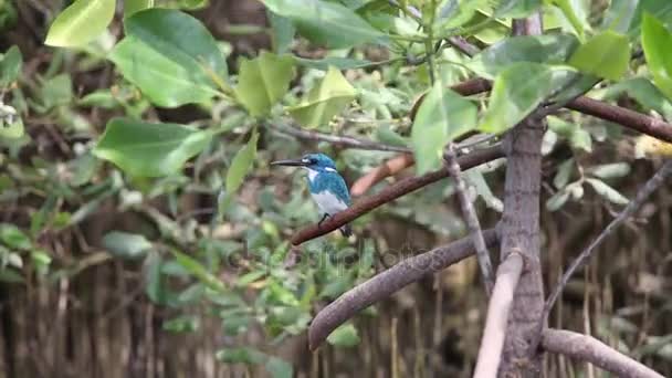 Cerulean kingfisher (Alcedo coerulescens) - Footage, Video