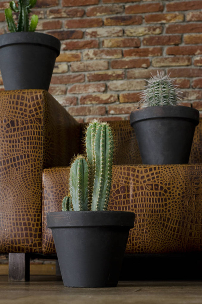 Cactus planta antes de um sof marrom
 - Foto, Imagem